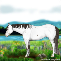 Horse Color:Liver Red Dun Appaloosa Brindle