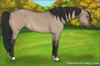 Horse Color:Bay Dun Brindle 