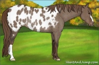 Horse Color:Liver Red Dun Near Leopard Rabicano Brindle 