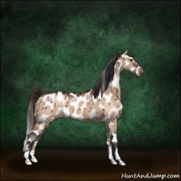 Horse Color:Brown Dun Near Leopard Brindle