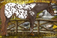Horse Color:Liver Chestnut Appaloosa