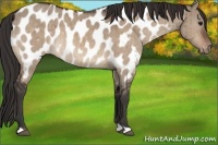 Horse Color:Brown Dun Appaloosa Brindle 