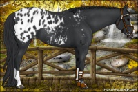 Horse Color:Black Sabino Appaloosa 