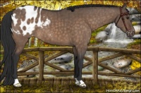 Horse Color:Brown Dun Appaloosa Brindle 