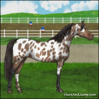 Horse Color:Brown Dun Appaloosa Brindle 