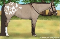 Horse Color:Liver Red Dun Appaloosa Brindle