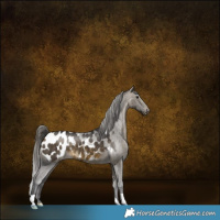 Horse Color:Buckskin Appaloosa