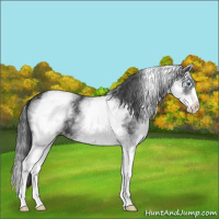 Horse Color:White Spotted Black Splash