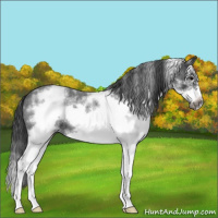Horse Color:White Spotted Blue Roan Splash Frame 