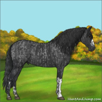 Horse Color:Blue Roan  and Black 