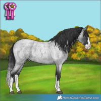 Horse Color:Blue Roan Splash