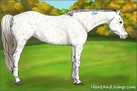 Horse Color:Buckskin Appaloosa