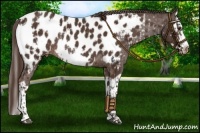 Horse Color:Liver Chestnut Sabino Frame Near Leopard  and Liver Chestnut Splash Frame Near Leopard Rabicano 