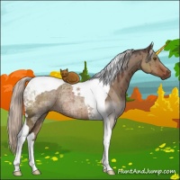 Horse Color:Silver Brown Ice Dun Sabino Tobiano Rabicano Brindle 
