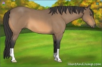 Horse Color:Buckskin Roan 