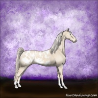 Horse Color:Cremello Dun Appaloosa 