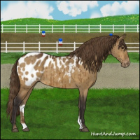 Horse Color:Buckskin Dun Blanket Brindle 