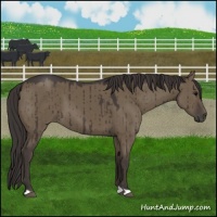 Horse Color:Smoky Grullo Brindle 