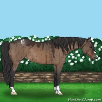 Horse Color:Brown Dun Appaloosa Brindle 