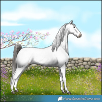 Horse Color:Brown Sabino Appaloosa