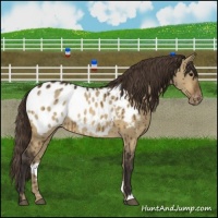 Horse Color:Buckskin Dun Appaloosa Rabicano Brindle 
