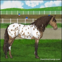 Horse Color:Buckskin Dun Appaloosa Brindle