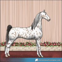 Horse Color:Liver Red Dun Near Leopard