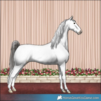 Horse Color:Liver Red Dun Appaloosa 