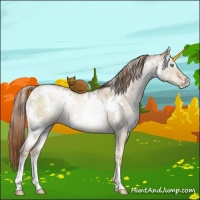 Horse Color:White Spotted Buckskin Pearl Dun Rabicano Brindle