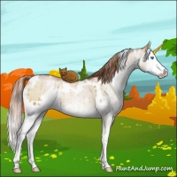 Horse Color:White Spotted Buckskin Pearl Dun Sabino Splash Brindle