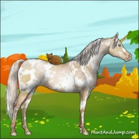 Horse Color:White Spotted Silver Buckskin Pearl Dun 