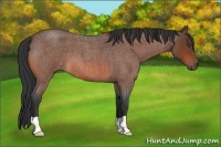 Horse Color:Bay Roan 