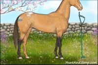 Horse Color:Buckskin Appaloosa 