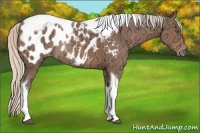 Horse Color:Silver Bay Ice Tobiano Appaloosa Rabicano 