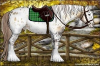 Horse Color:Plaid  White Spotted Chocolate Palomino Onyx Appaloosa 