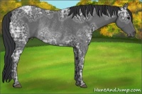 Horse Color:Black Ice Rabicano 