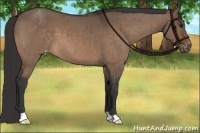 Horse Color:Bay Dun Appaloosa Brindle 