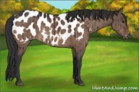 Horse Color:Brown Dun Appaloosa 