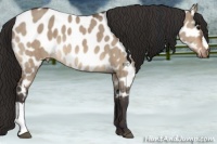 Horse Color:Bay Dun Appaloosa Brindle 