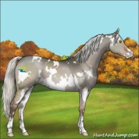 Horse Color:White Spotted Liver Red Dun Mushroom Sabino