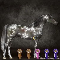 Horse Color:White Spotted Liver Chestnut