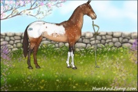 Horse Color:Buckskin Appaloosa Rabicano 
