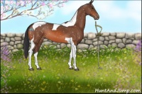 Horse Color:Bay Tobiano Appaloosa 