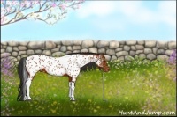 Horse Color:Bay Tobiano Appaloosa 