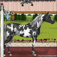 Horse Color:White Spotted Black 