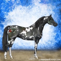 Horse Color:White Spotted Black 