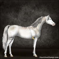 Horse Color:White Spotted Chocolate Palomino Pearl Onyx Splash Rabicano