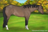 Horse Color:Brown Dun 