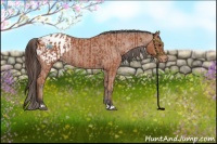 Horse Color:Bay Appaloosa  and Bay Appaloosa Rabicano 