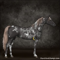 Horse Color:White Spotted Liver Chestnut 